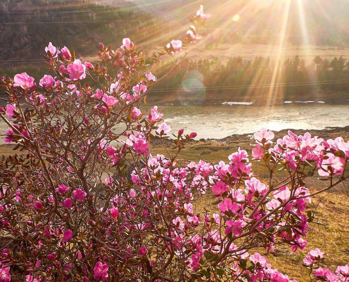 Природа России весной