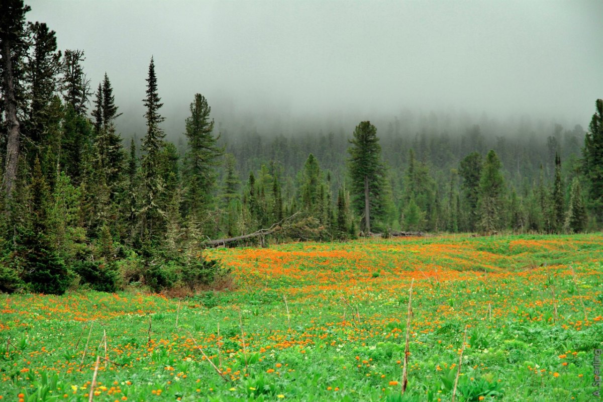 Природа Сибири поле