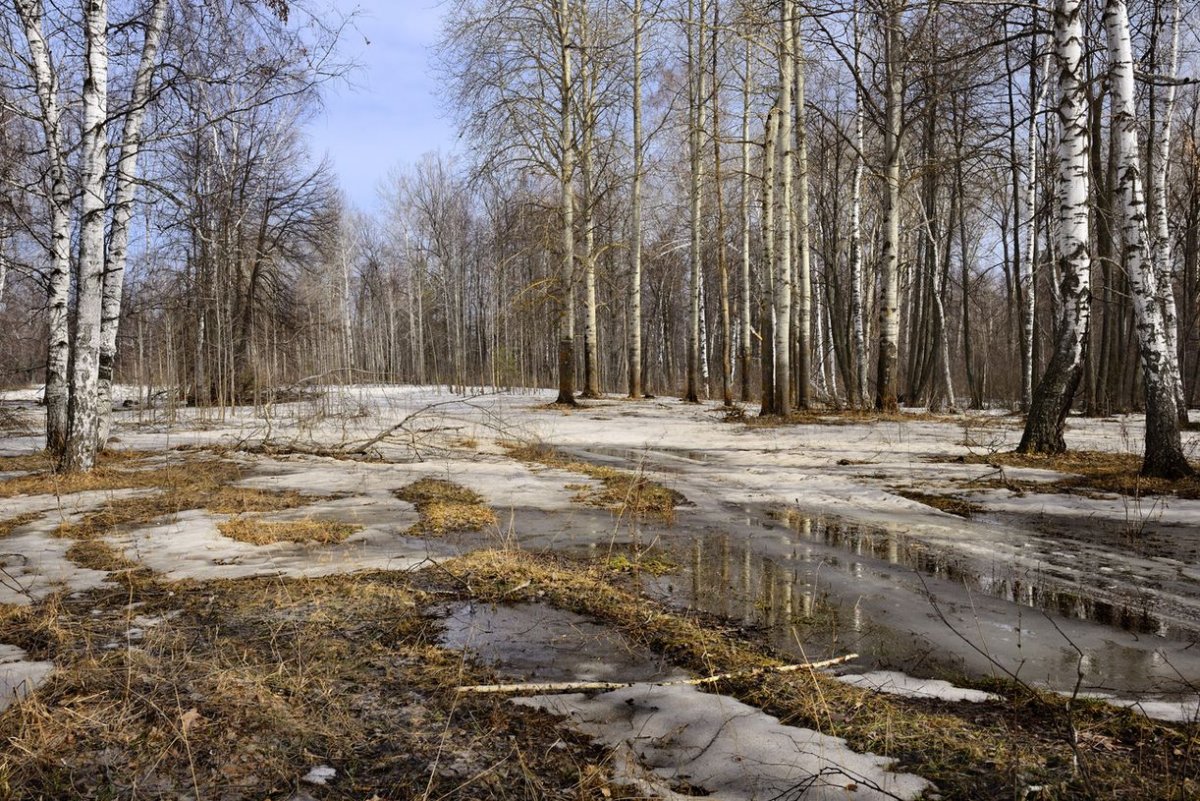 Весна в лесу