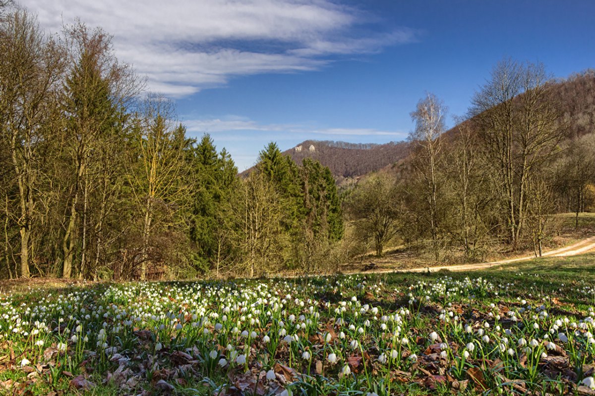 Пролеска Поляна