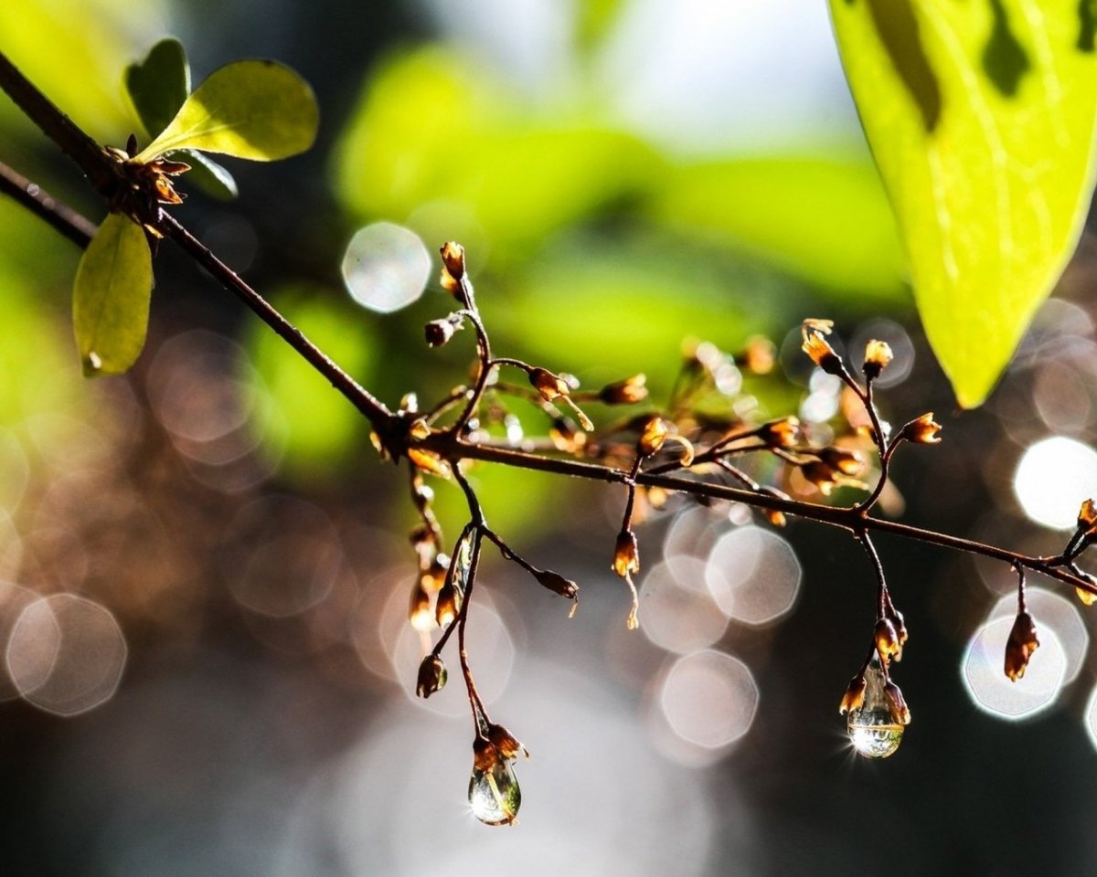 Весна солнце