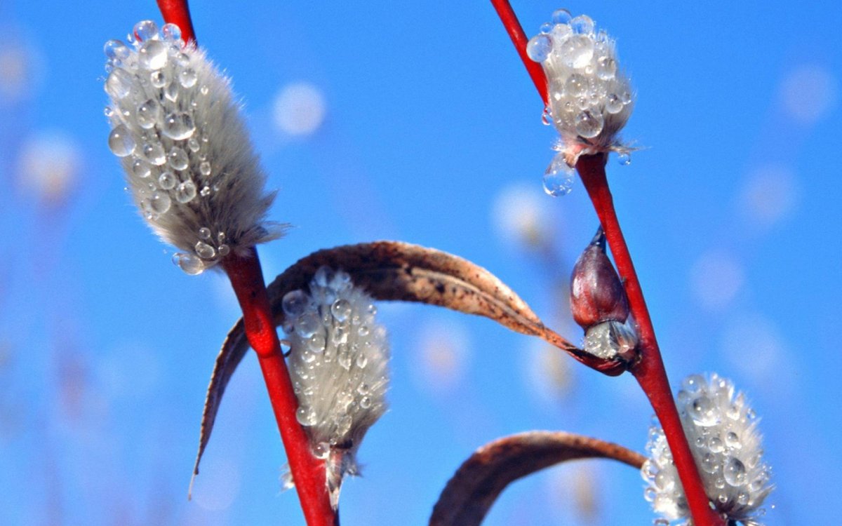 Весенняя капель