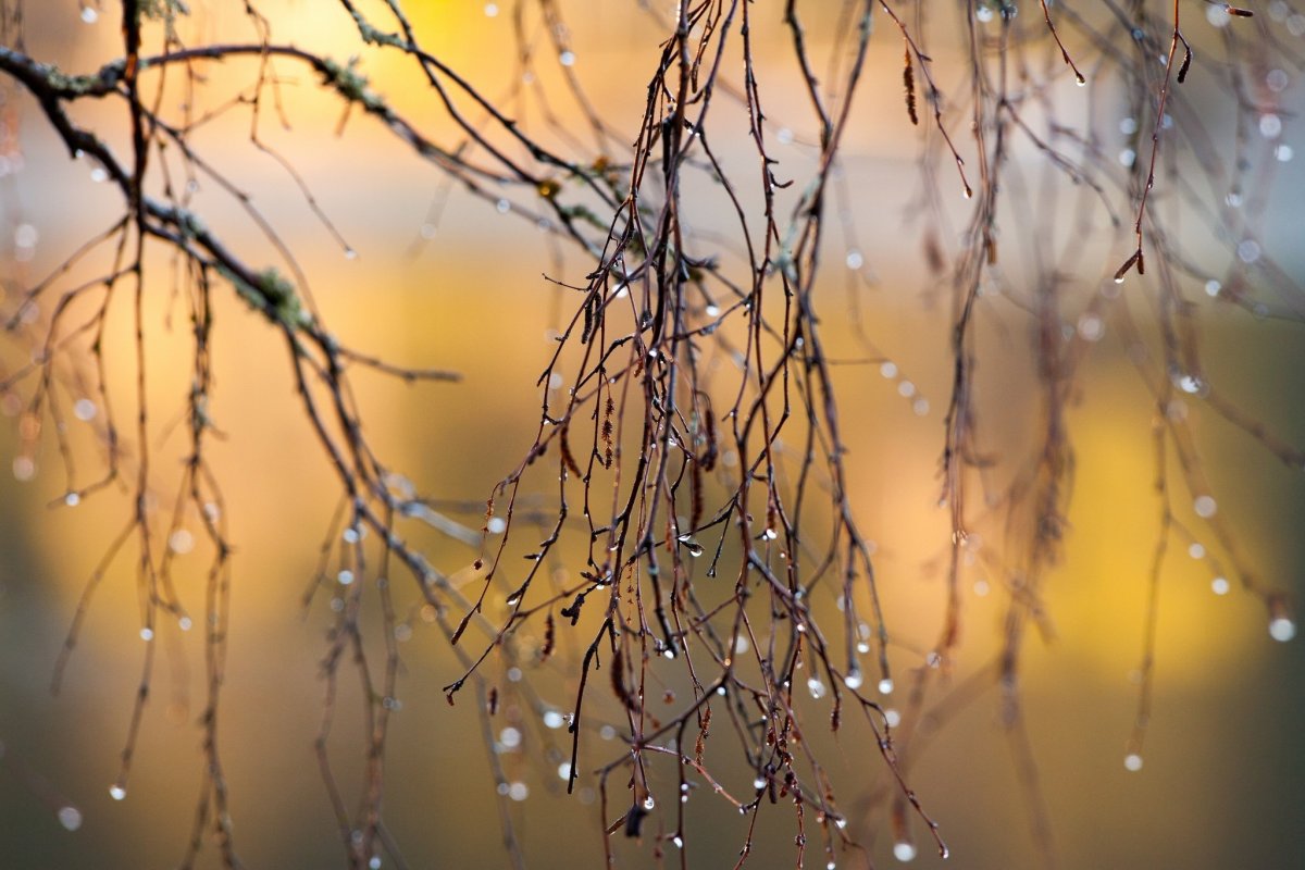 Капли дождя на ветках