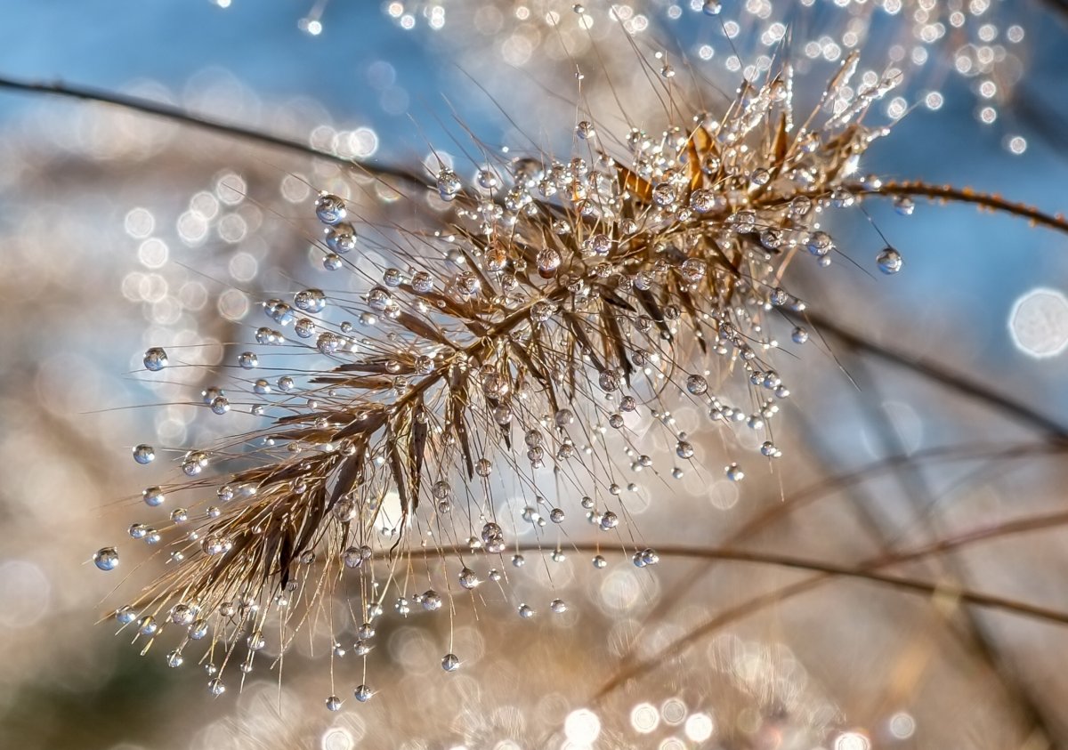 Макросъемка роса