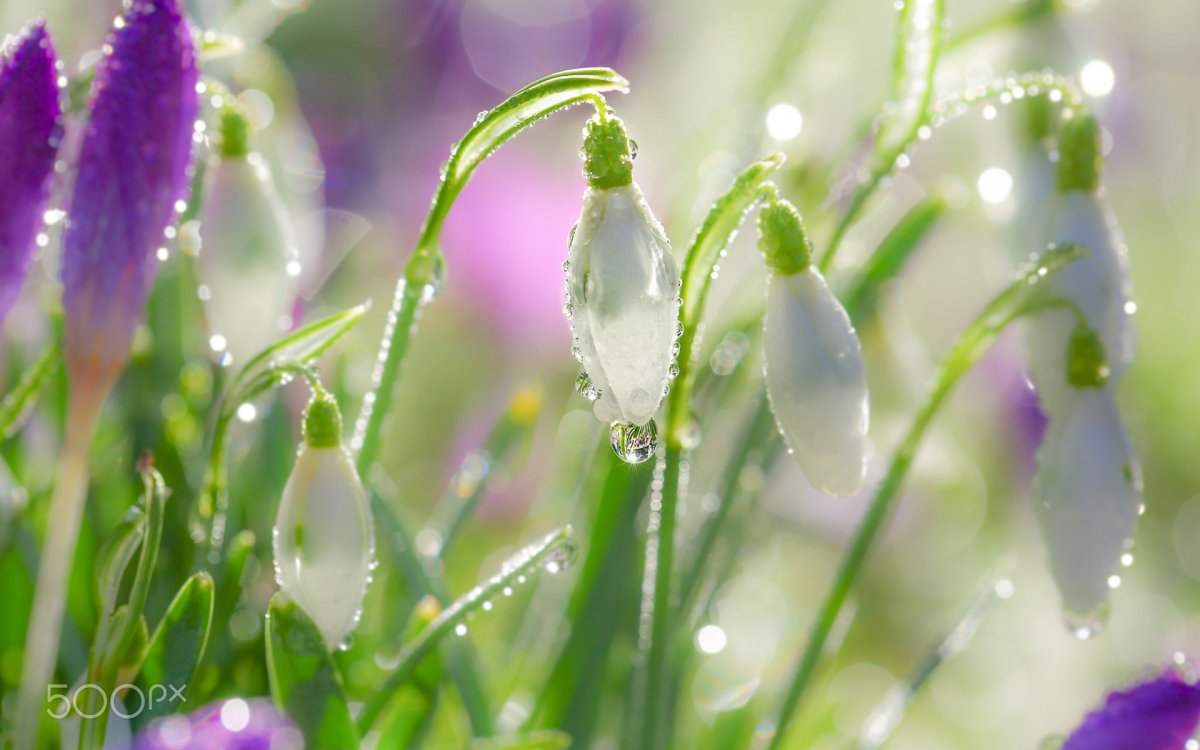 Весенняя капель