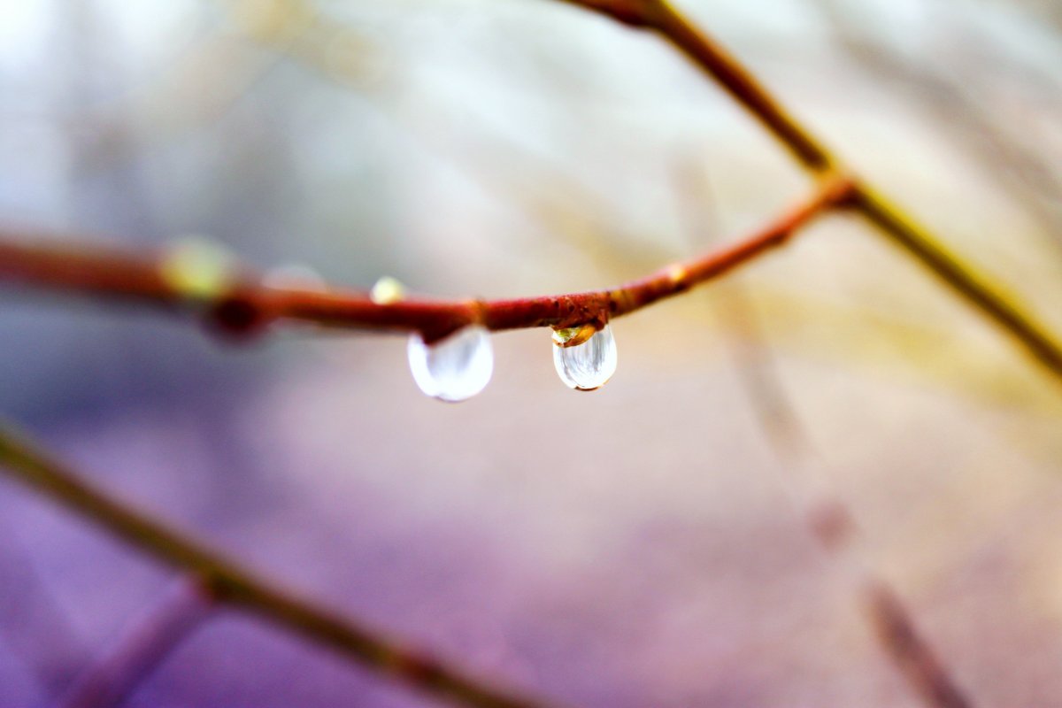 Ветка Макросъемка