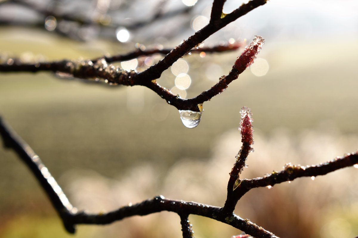 Капли на дереве