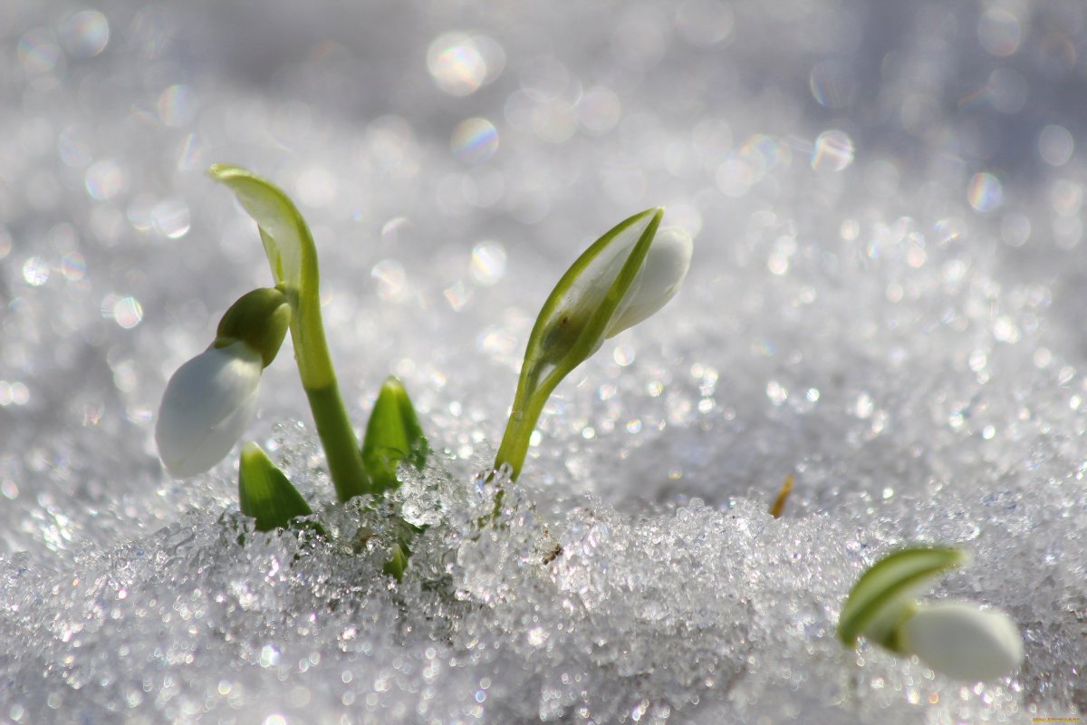 Красивые подснежники