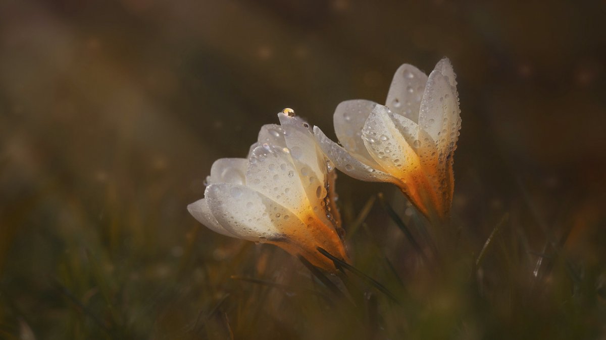 Весенняя капель природа