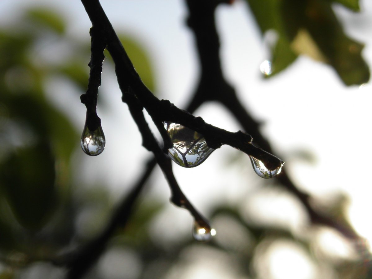 Апрельская капель