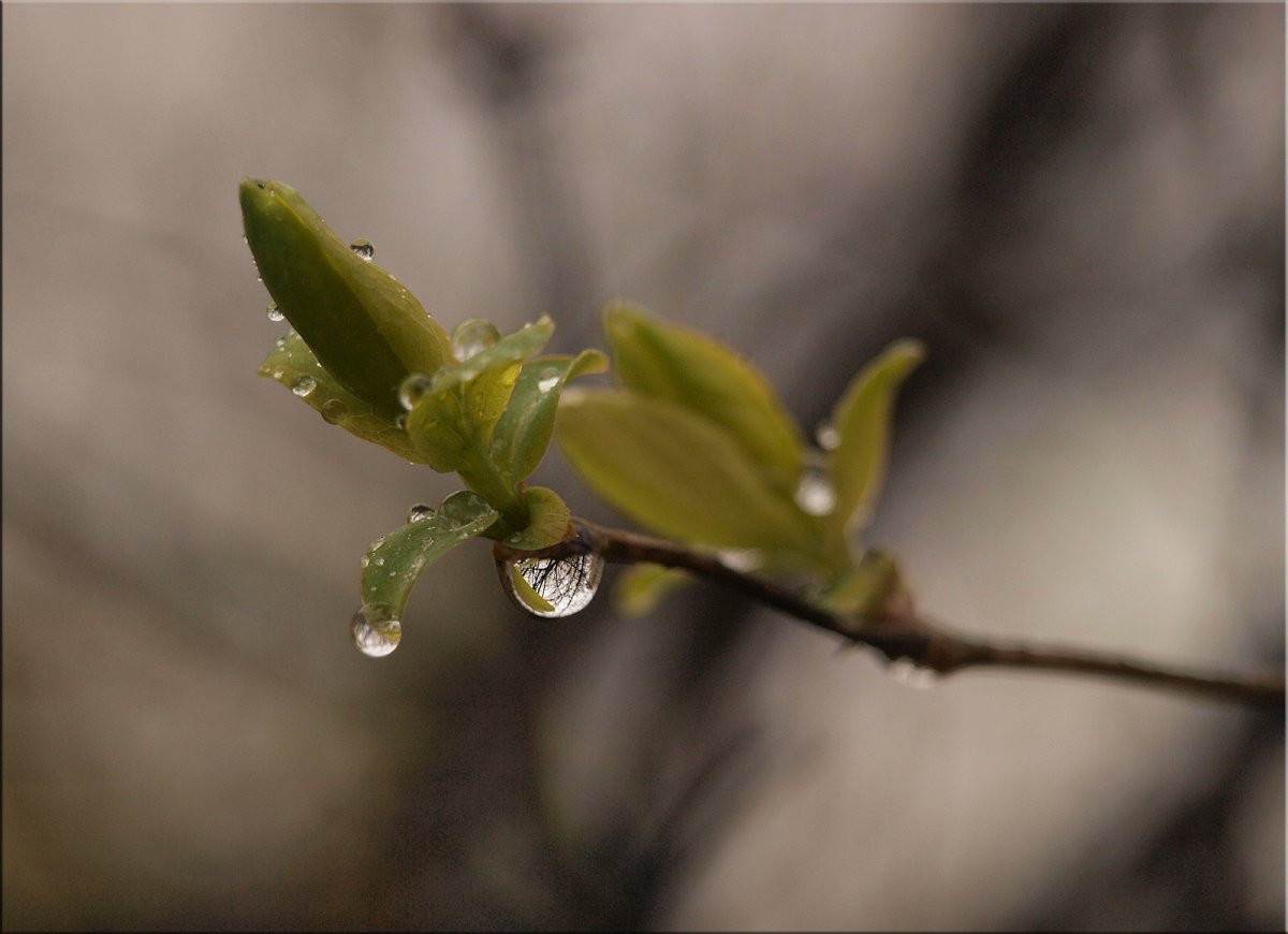 Весна капель