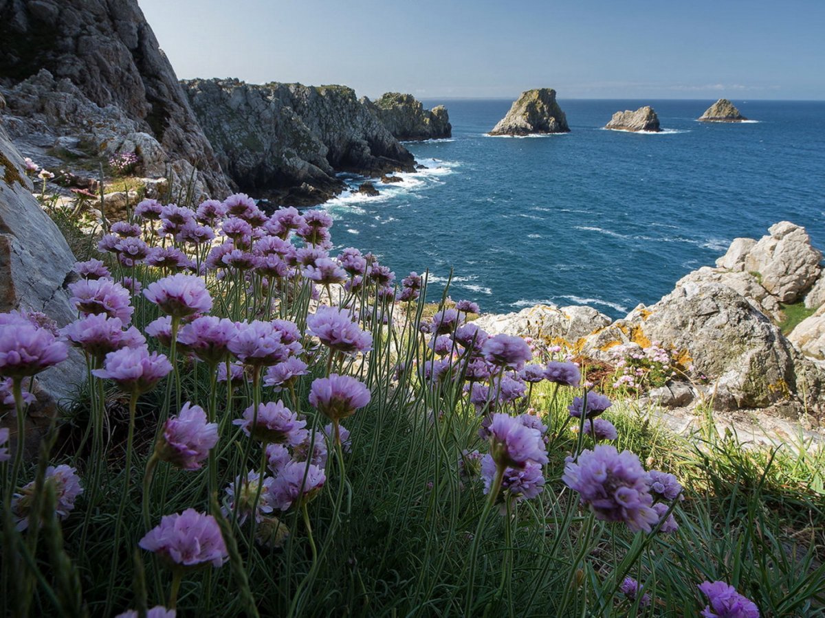 Цветы и море