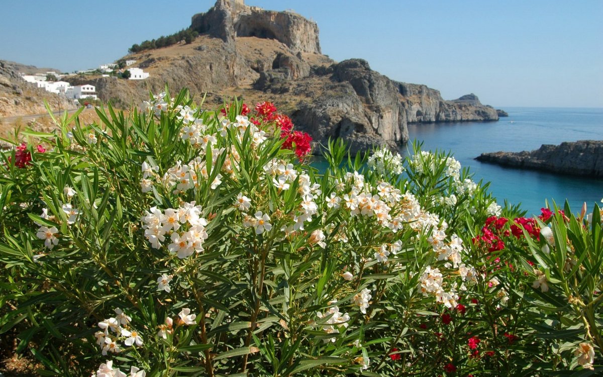 Флора острова Крит