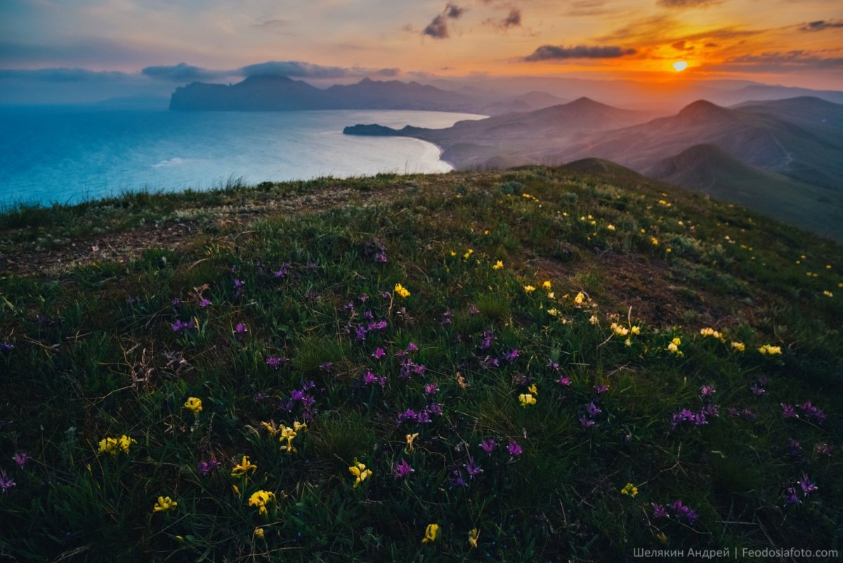 Дикие ирисы в горах Крыма