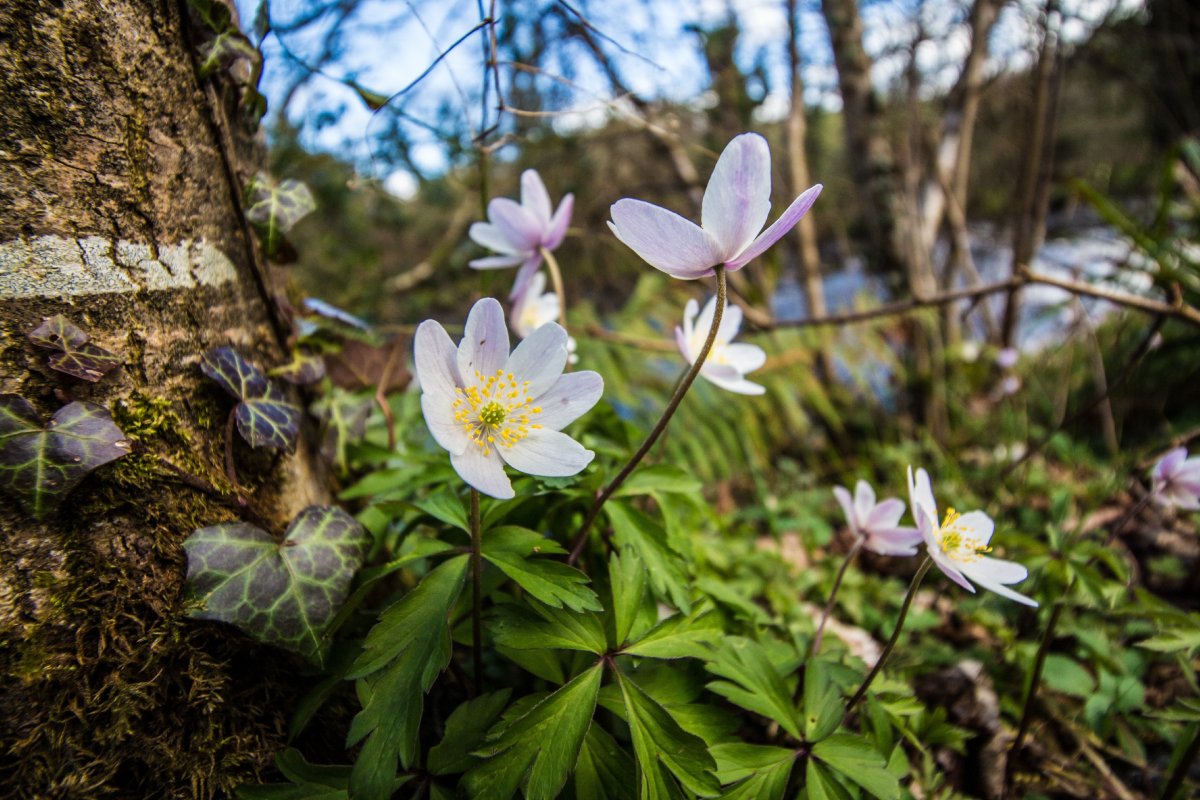 Ветреница Енисейская