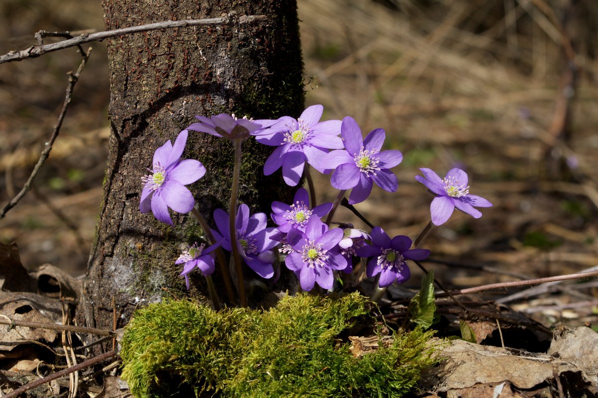 Весенние Лесные цветы