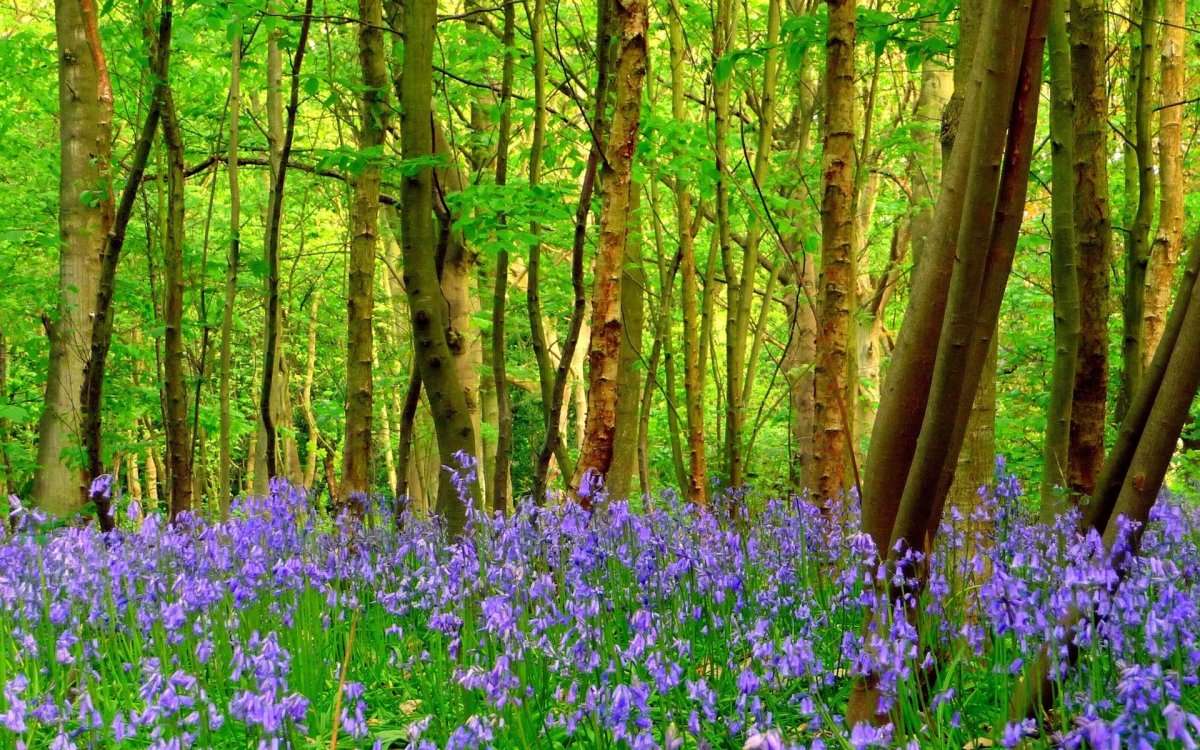 Лесные цветы