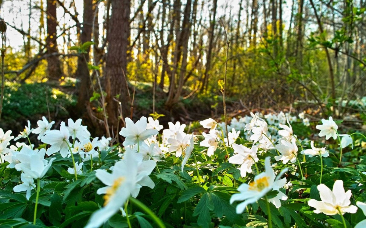 Поляна с белыми цветами