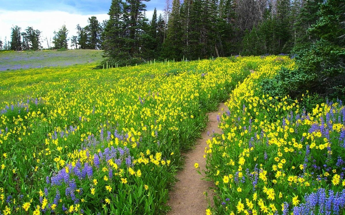 Луг с цветами