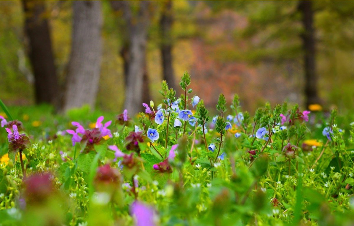 Лесная Цветочная Поляна
