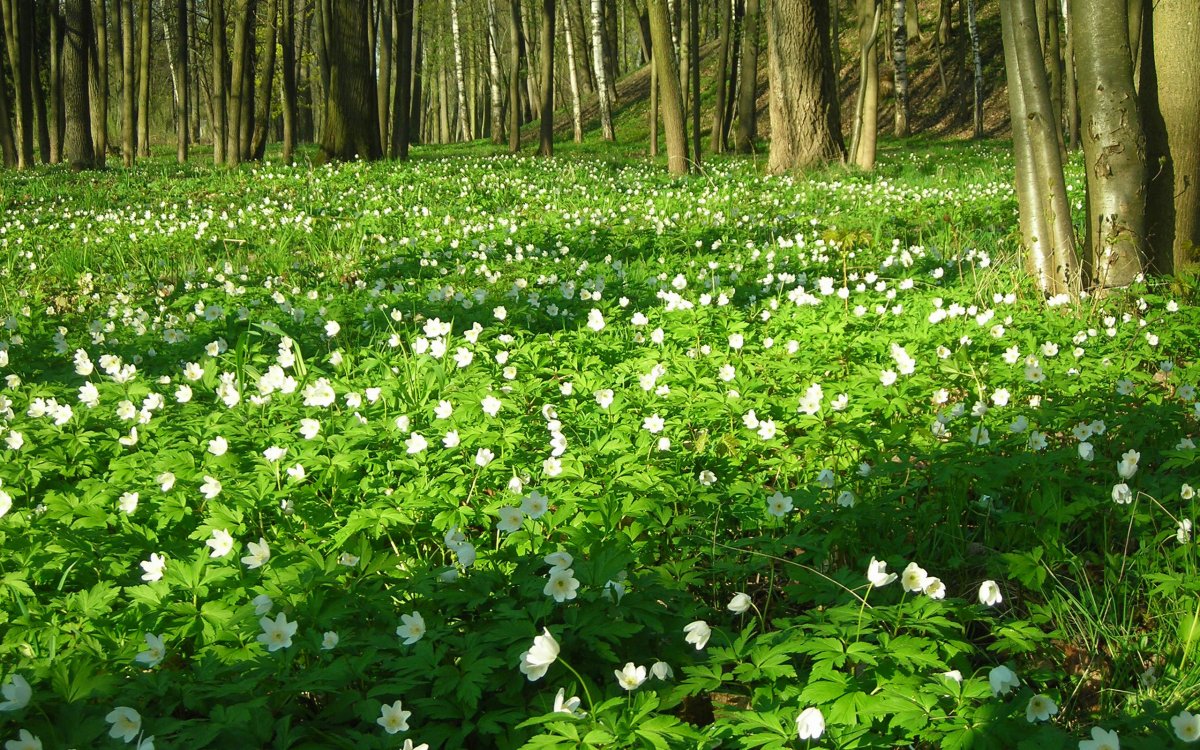 Ветреница Лесная плена