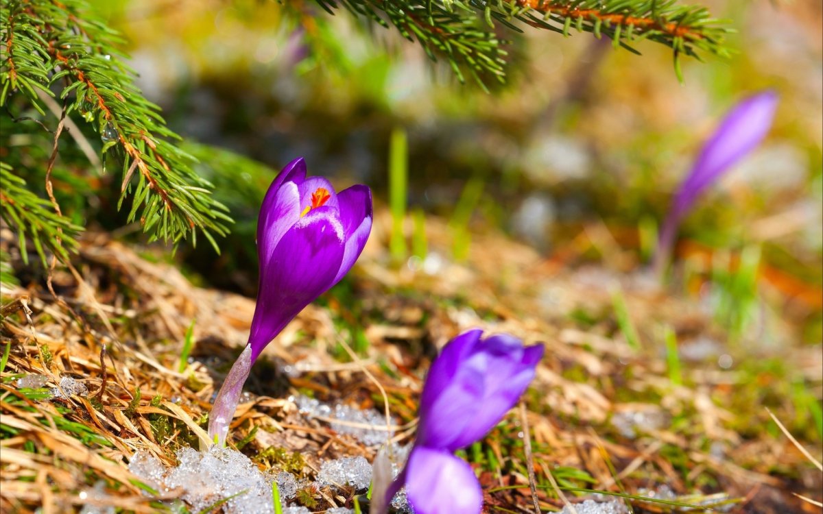 Крокус Славянка