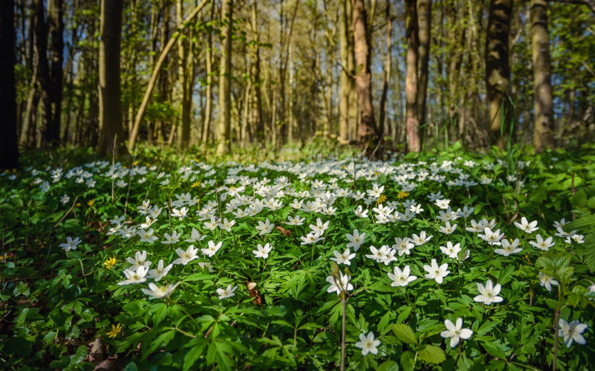 Ветреница Лесная плена