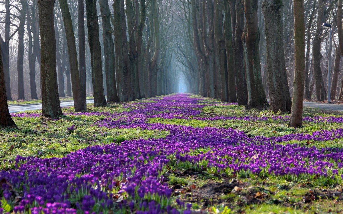 Фиолетовые цветочки в лесу