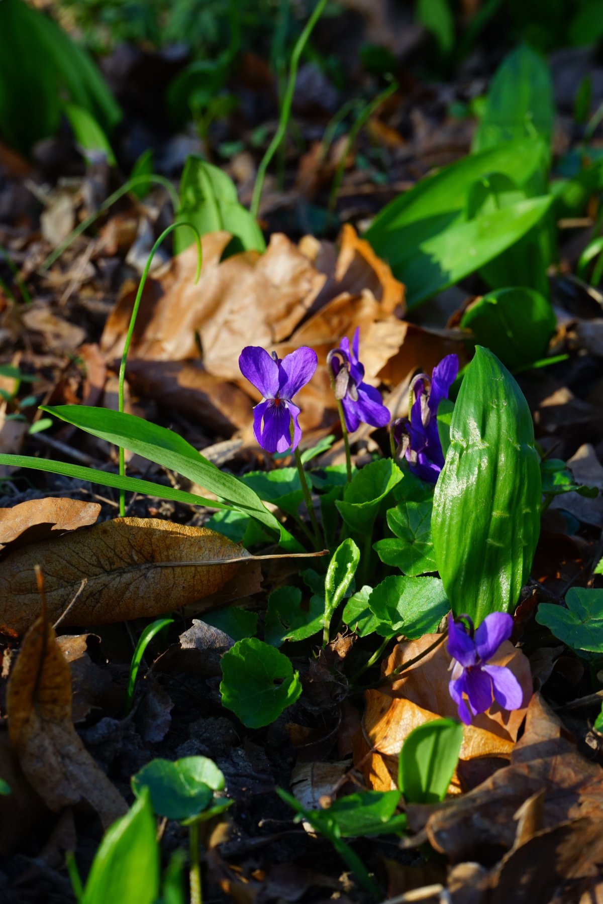 Лесная фиалка Подснежник