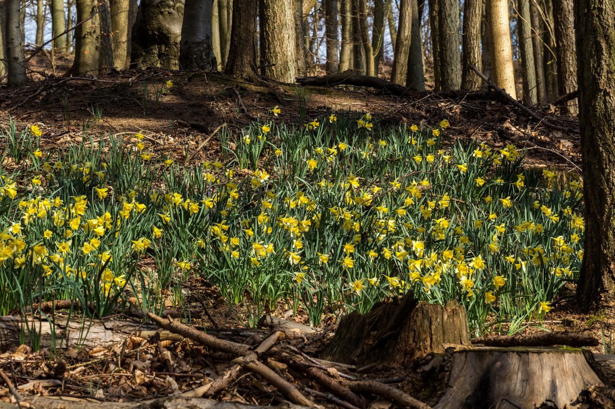 Желтые весенние цветы в лесу