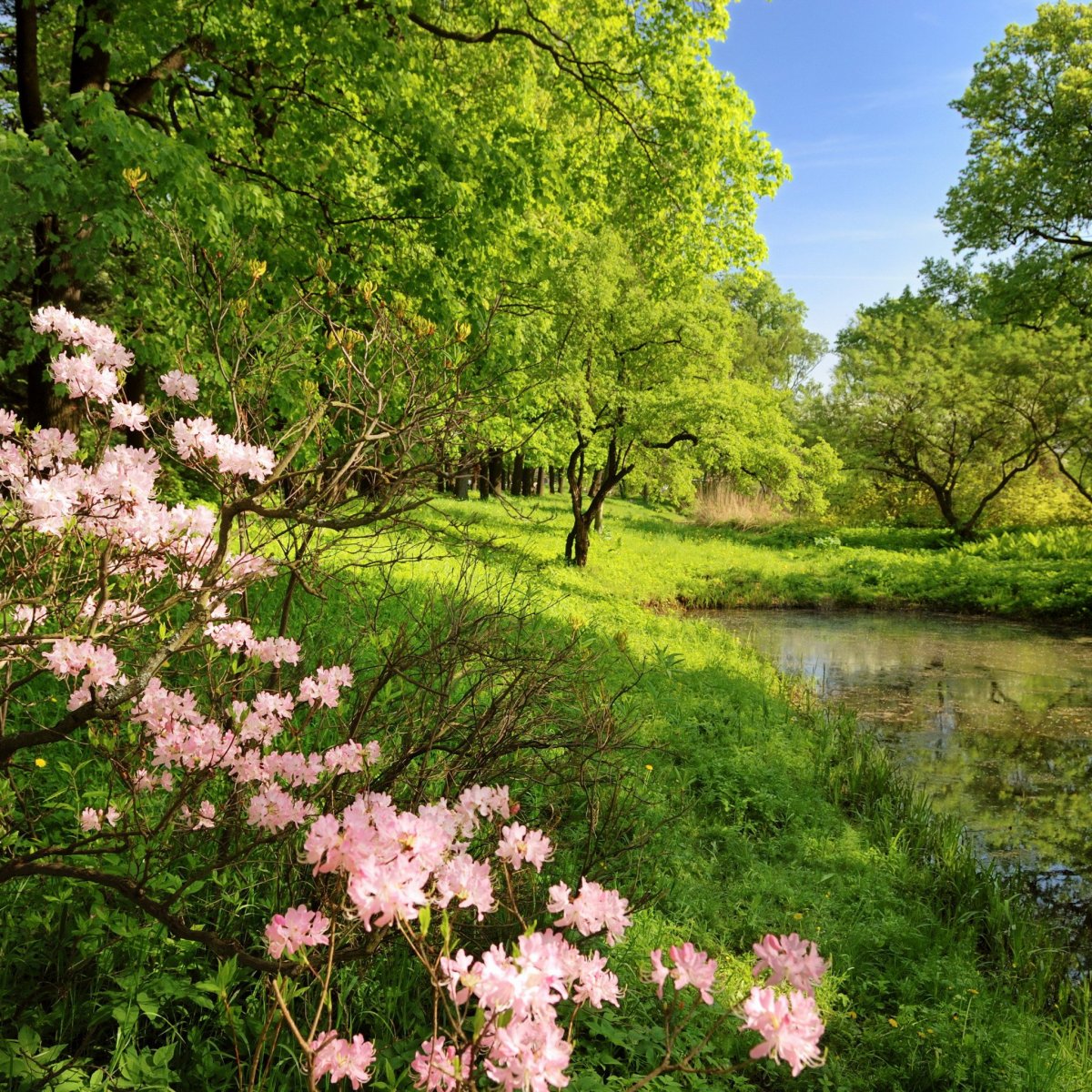 Май природа