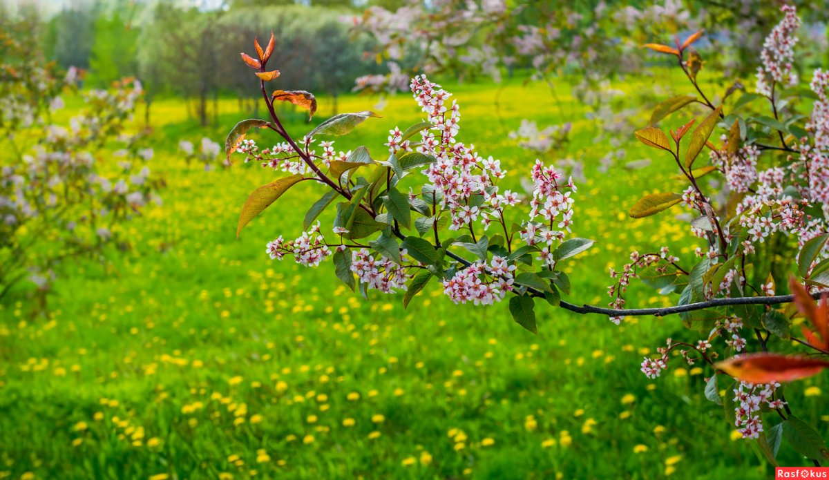 Природа Цветущая черемуха