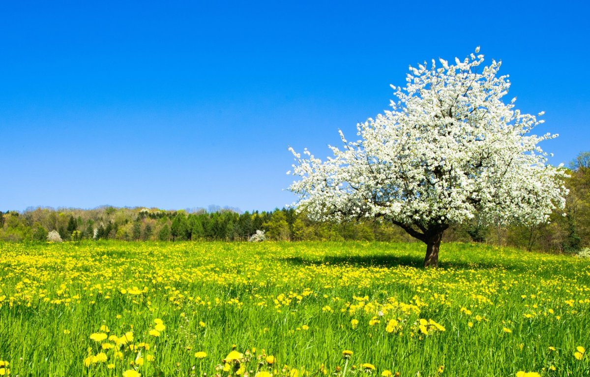 Майское дерево