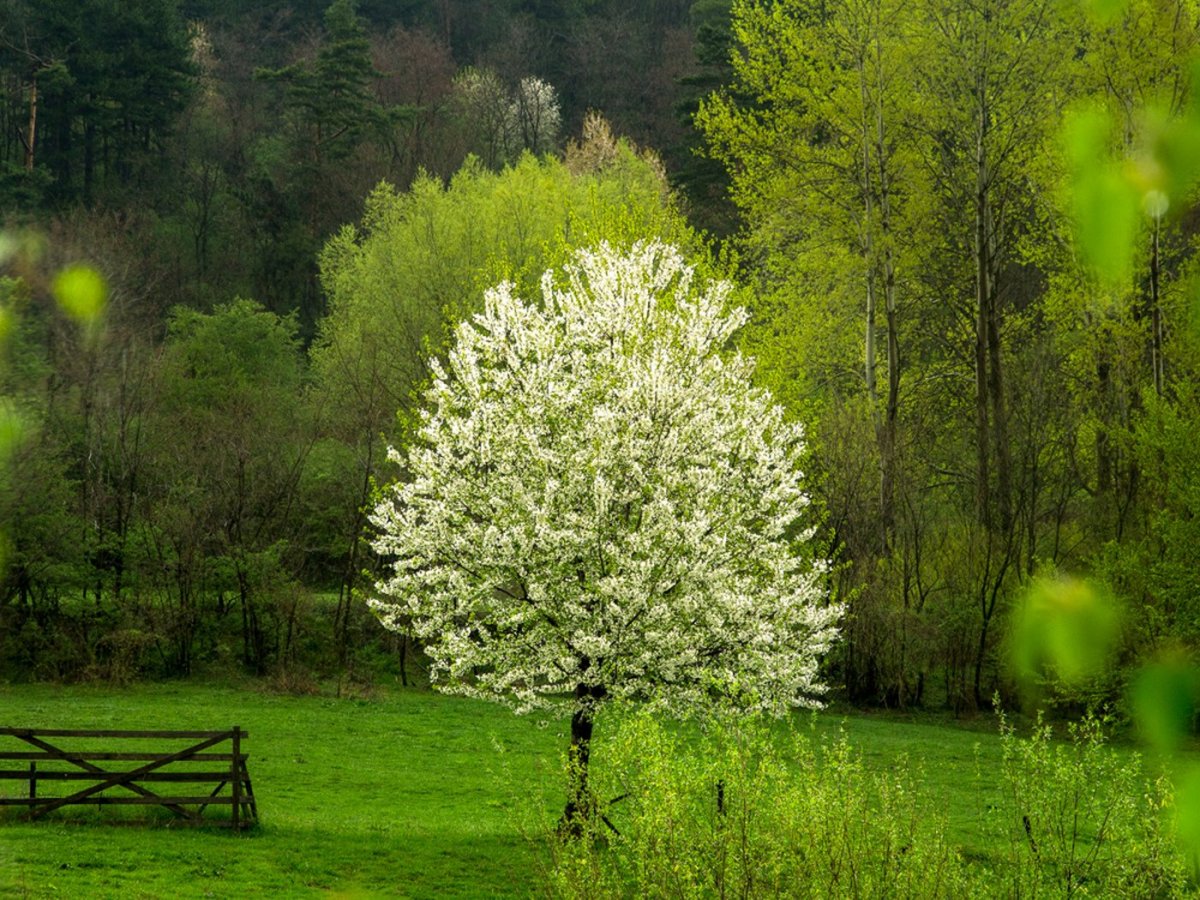 Деревья в цвету