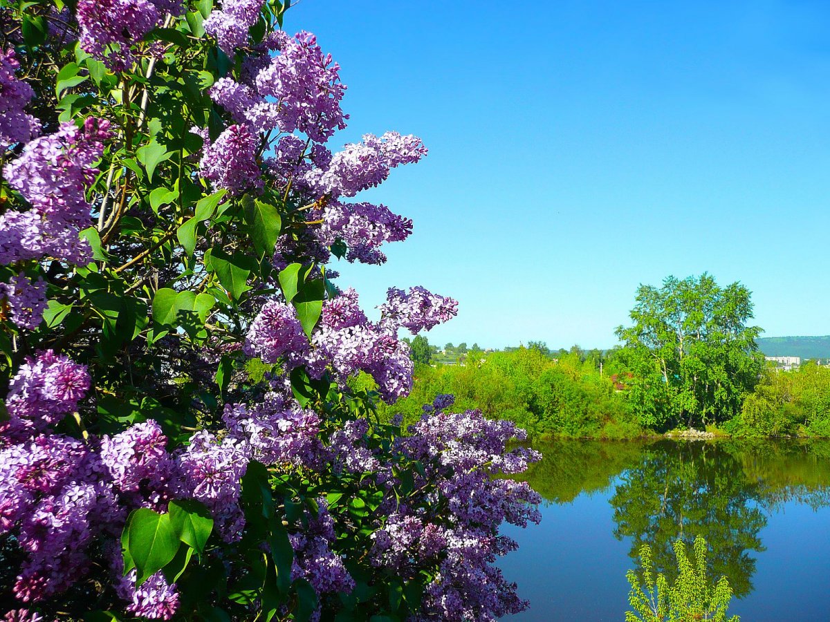 Весна сирень