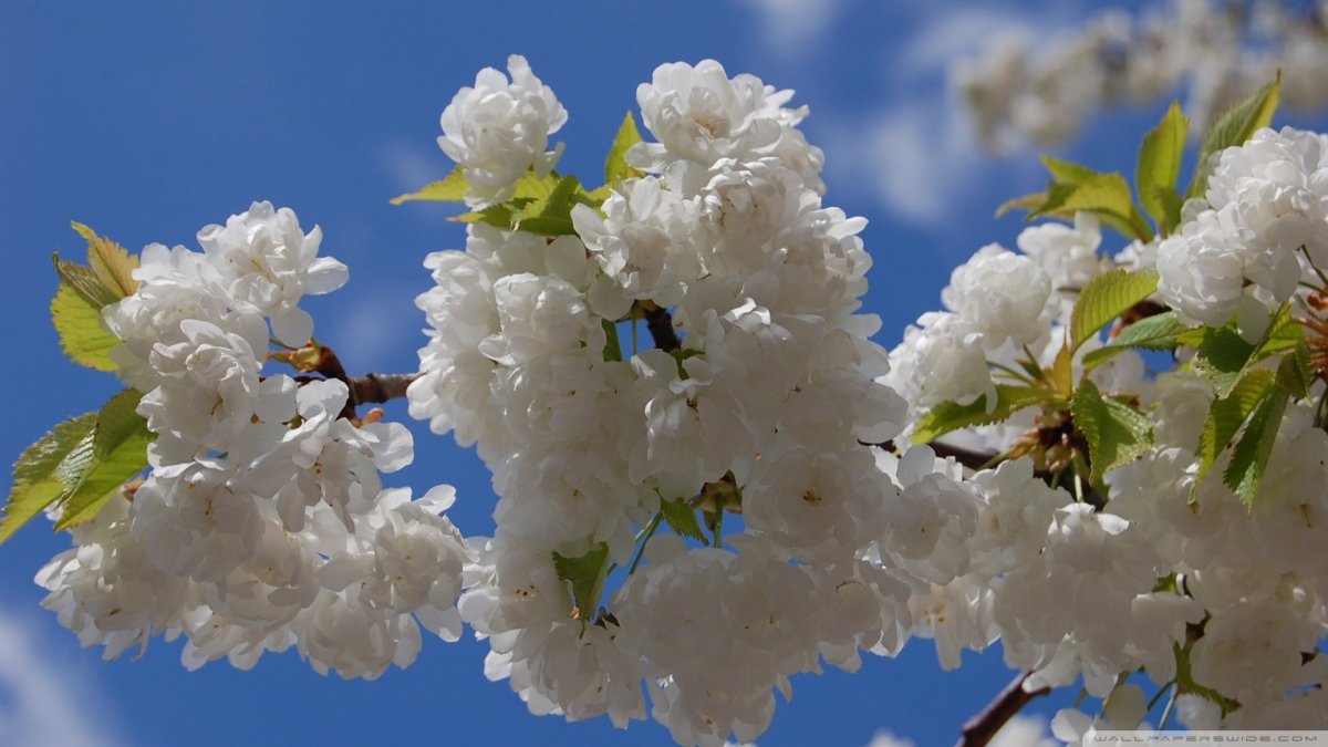 Май природа