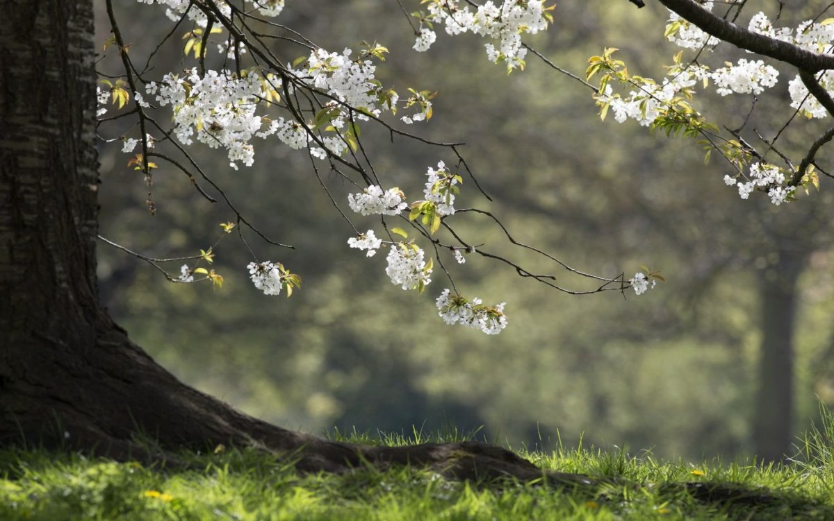 Красивая природа весной