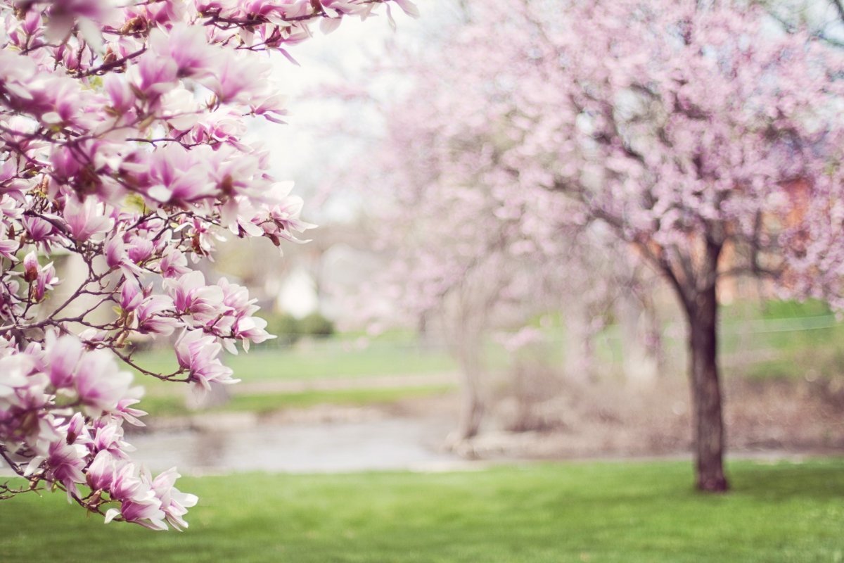 Цветущие деревья весной