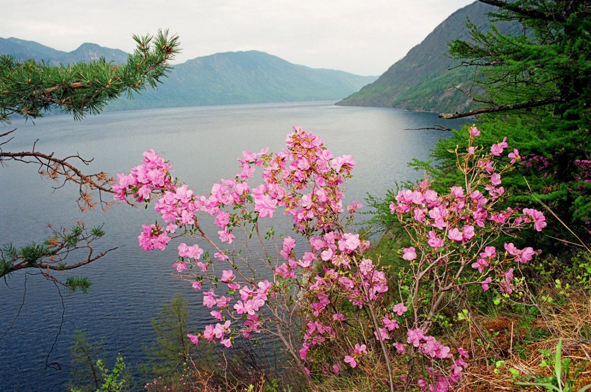 Маральник Алтай Телецкое озеро