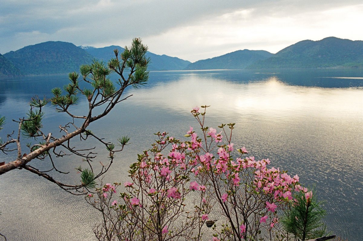 Маральник Алтай Телецкое озеро
