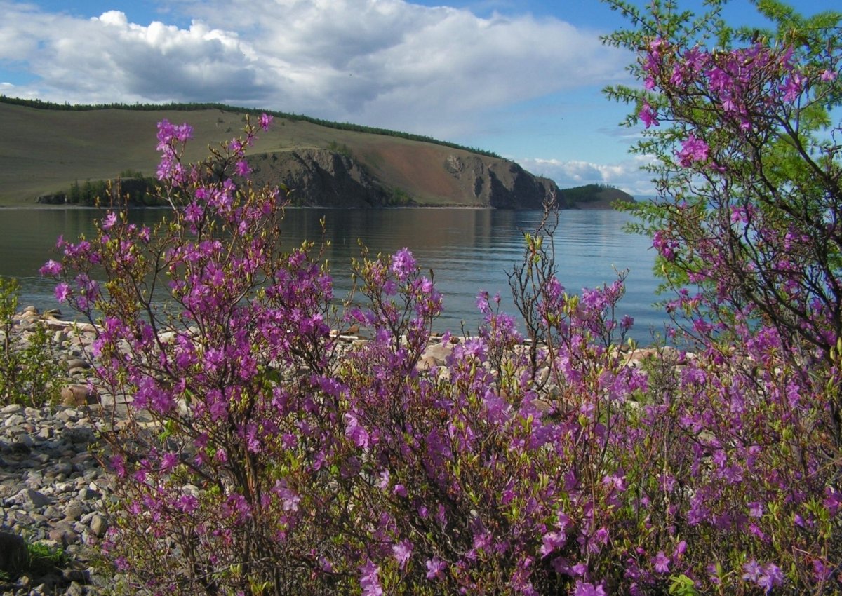 Багульник на Байкале