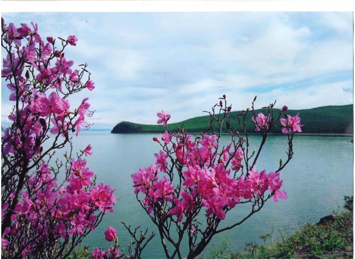 Флора Телецкого озера