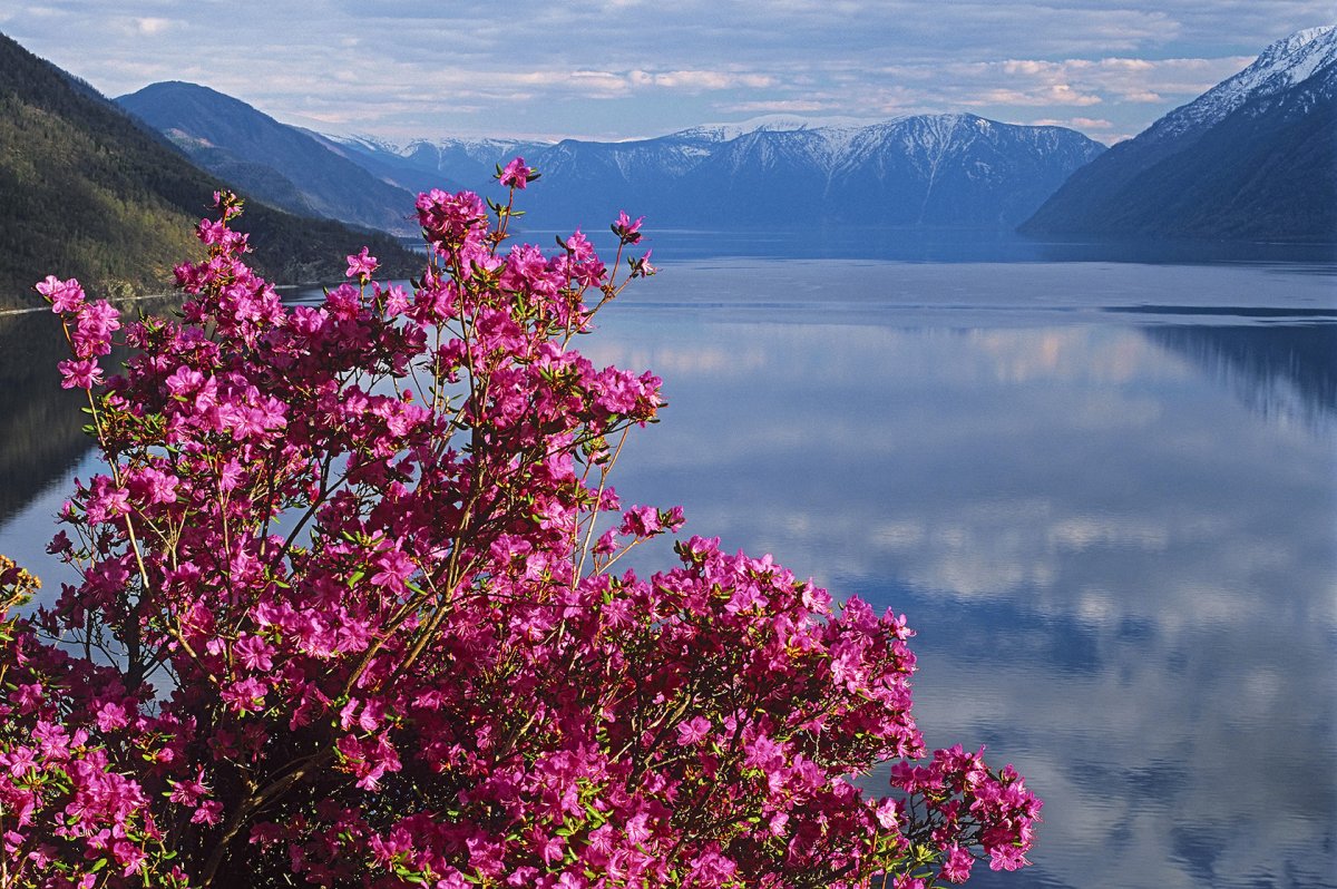 Растения озера Байкал озера Байкал