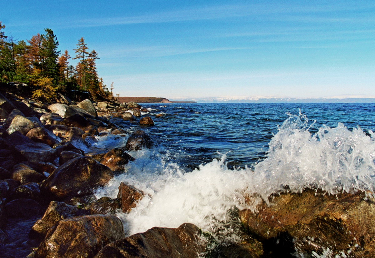 Маральник Катунь
