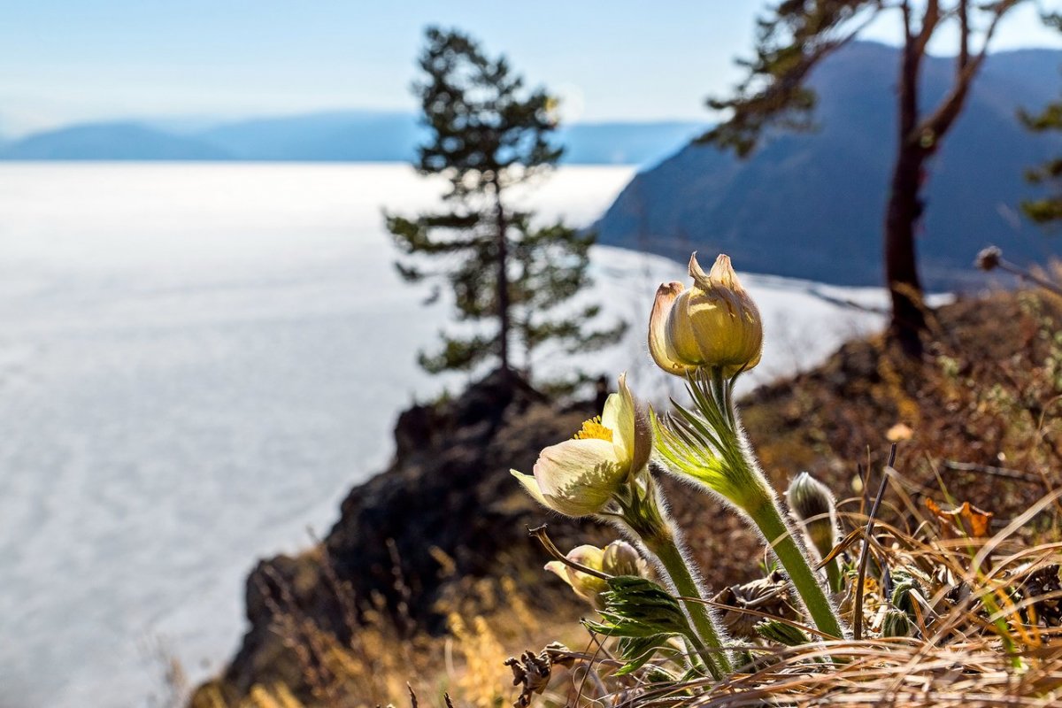 Багульник на Байкале