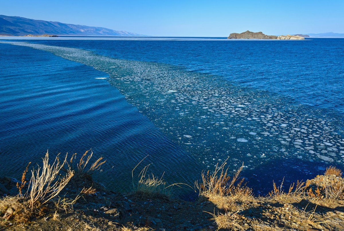 Багульник у моря Приморский край