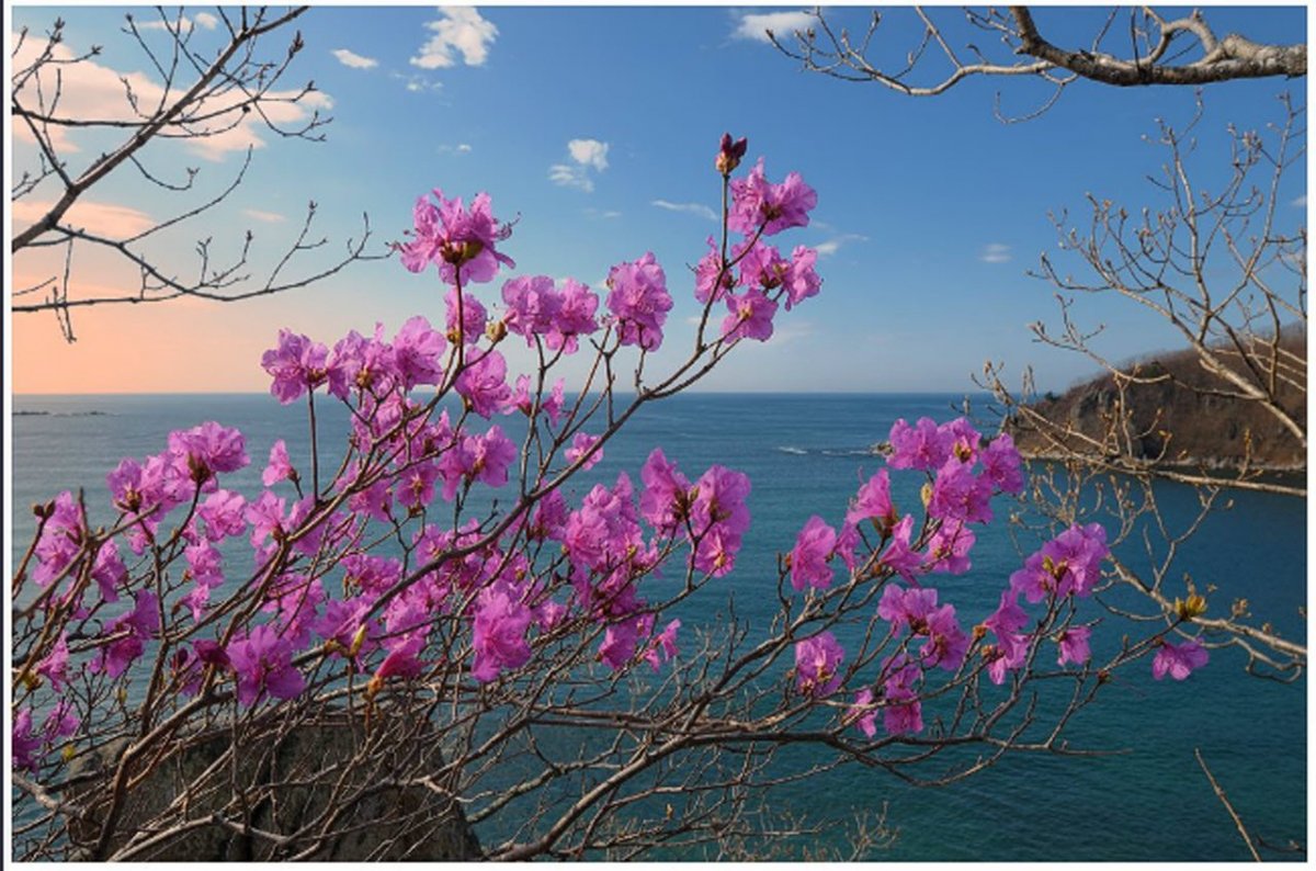 Саяны багульник