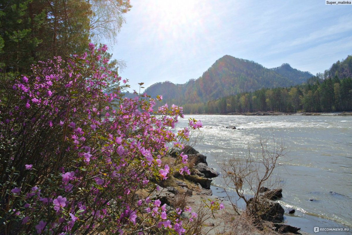 Багульник Байкальский