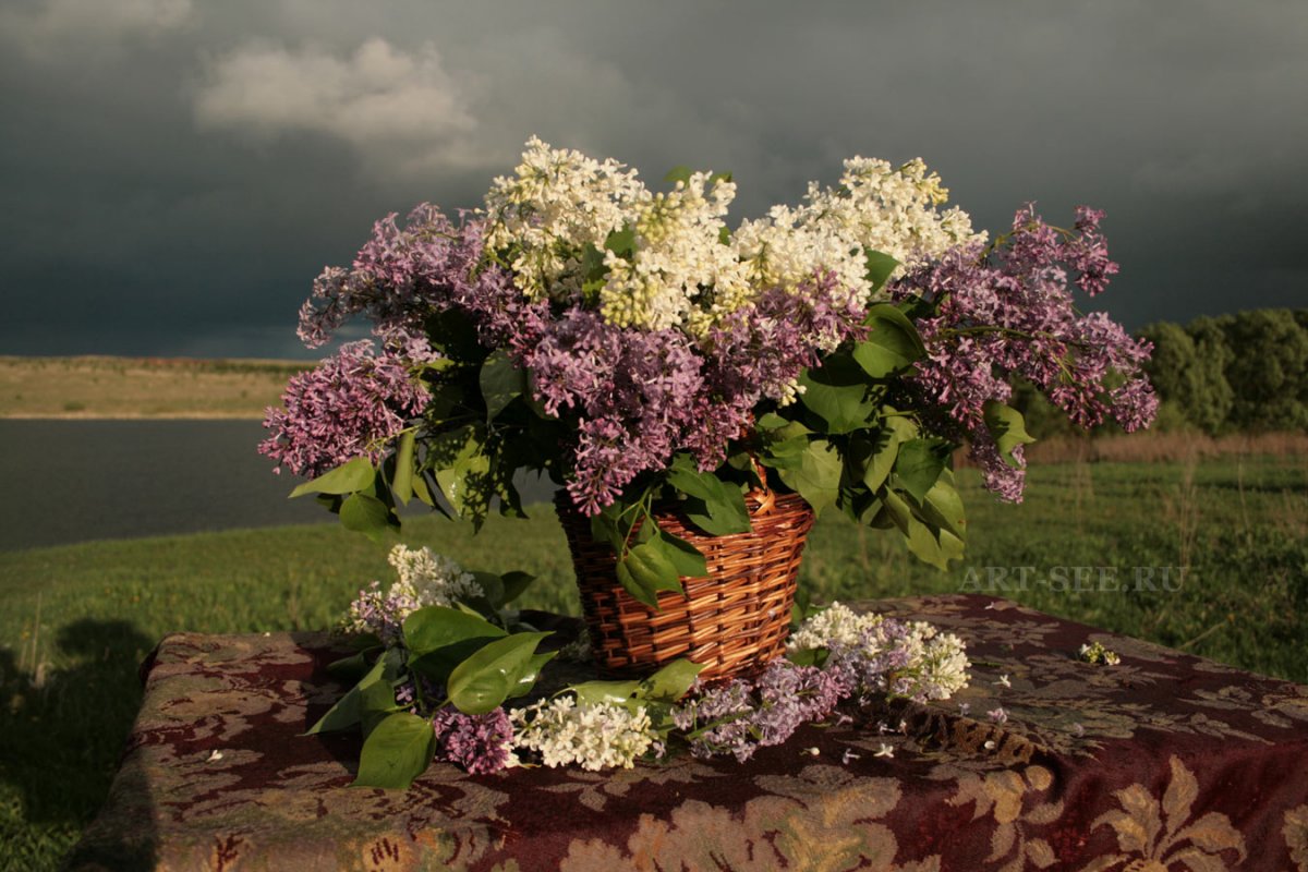 Констанди сирень