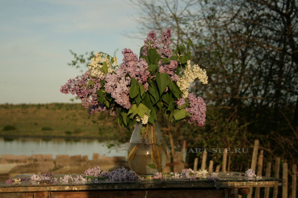 Сирень на скамейке